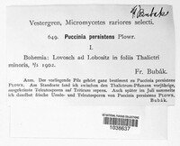 Puccinia recondita image